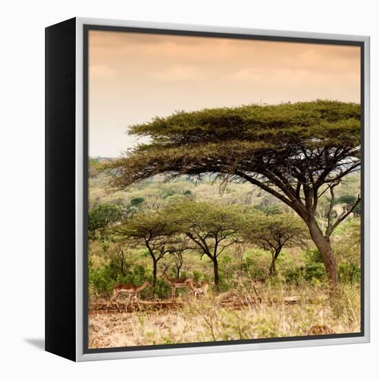 Awesome South Africa Collection Square - Umbrella Acacia Tree at Sunset-Philippe Hugonnard-Framed Premier Image Canvas