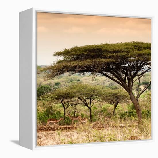 Awesome South Africa Collection Square - Umbrella Acacia Tree at Sunset-Philippe Hugonnard-Framed Premier Image Canvas
