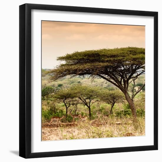 Awesome South Africa Collection Square - Umbrella Acacia Tree at Sunset-Philippe Hugonnard-Framed Photographic Print