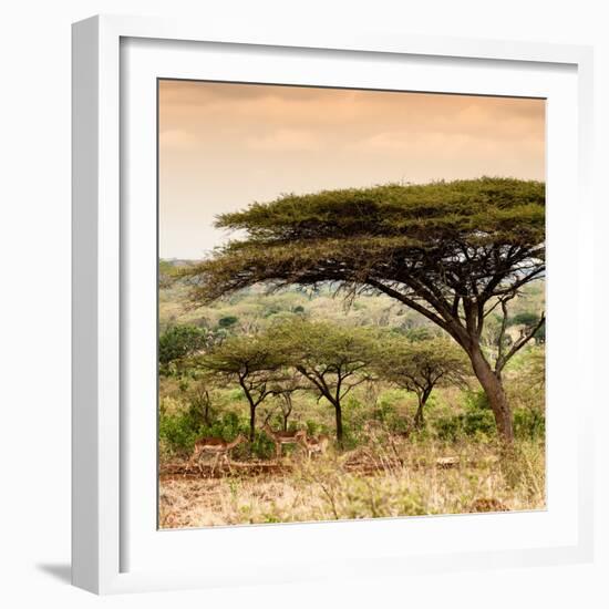 Awesome South Africa Collection Square - Umbrella Acacia Tree at Sunset-Philippe Hugonnard-Framed Photographic Print