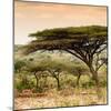 Awesome South Africa Collection Square - Umbrella Acacia Tree at Sunset-Philippe Hugonnard-Mounted Photographic Print