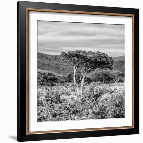 Awesome South Africa Collection Square - Umbrella Acacia Tree II B&W-Philippe Hugonnard-Framed Photographic Print
