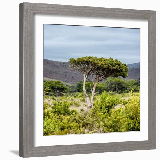 Awesome South Africa Collection Square - Umbrella Acacia Tree II-Philippe Hugonnard-Framed Photographic Print