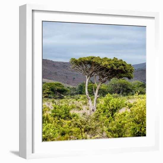 Awesome South Africa Collection Square - Umbrella Acacia Tree II-Philippe Hugonnard-Framed Photographic Print