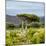 Awesome South Africa Collection Square - Umbrella Acacia Tree II-Philippe Hugonnard-Mounted Photographic Print