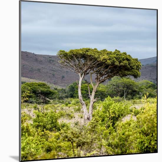 Awesome South Africa Collection Square - Umbrella Acacia Tree II-Philippe Hugonnard-Mounted Photographic Print