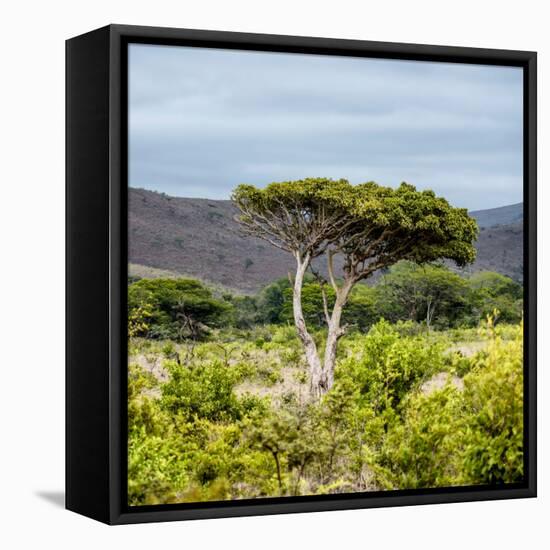 Awesome South Africa Collection Square - Umbrella Acacia Tree II-Philippe Hugonnard-Framed Premier Image Canvas