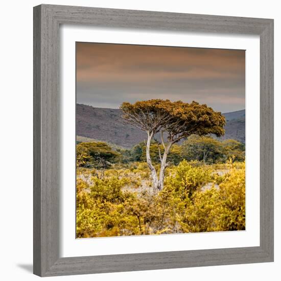 Awesome South Africa Collection Square - Umbrella Acacia Tree III-Philippe Hugonnard-Framed Photographic Print