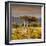 Awesome South Africa Collection Square - Umbrella Acacia Tree III-Philippe Hugonnard-Framed Photographic Print