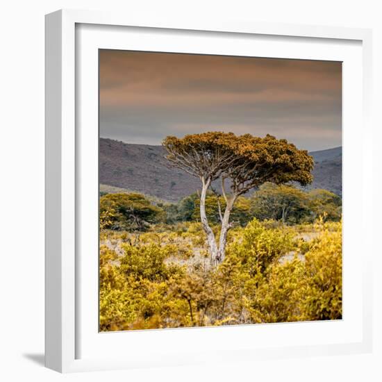 Awesome South Africa Collection Square - Umbrella Acacia Tree III-Philippe Hugonnard-Framed Photographic Print