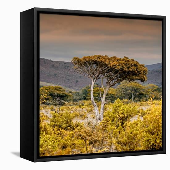 Awesome South Africa Collection Square - Umbrella Acacia Tree III-Philippe Hugonnard-Framed Premier Image Canvas