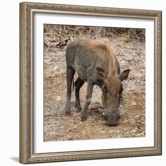 Awesome South Africa Collection Square - Warthog-Philippe Hugonnard-Framed Photographic Print