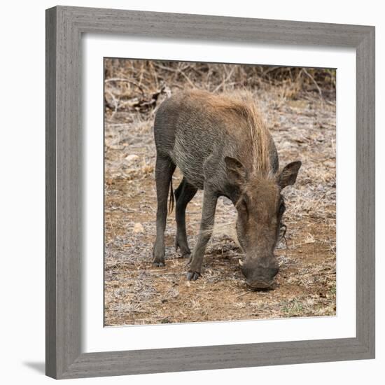 Awesome South Africa Collection Square - Warthog-Philippe Hugonnard-Framed Photographic Print