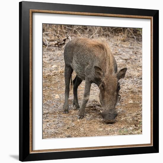 Awesome South Africa Collection Square - Warthog-Philippe Hugonnard-Framed Photographic Print