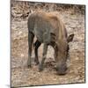 Awesome South Africa Collection Square - Warthog-Philippe Hugonnard-Mounted Photographic Print