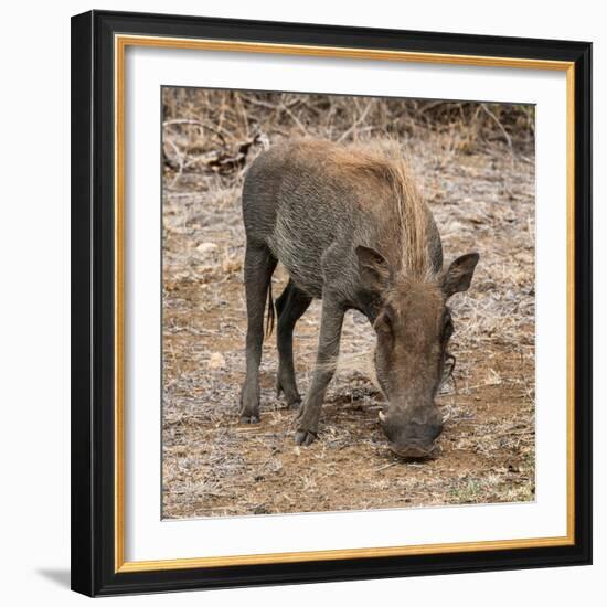 Awesome South Africa Collection Square - Warthog-Philippe Hugonnard-Framed Photographic Print