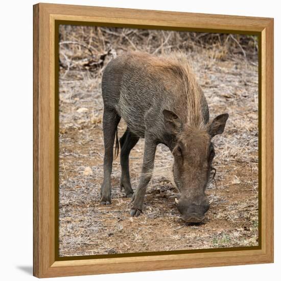 Awesome South Africa Collection Square - Warthog-Philippe Hugonnard-Framed Premier Image Canvas