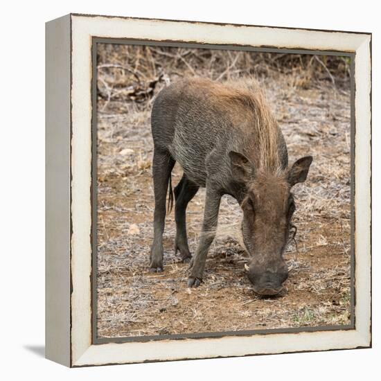 Awesome South Africa Collection Square - Warthog-Philippe Hugonnard-Framed Premier Image Canvas