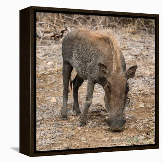 Awesome South Africa Collection Square - Warthog-Philippe Hugonnard-Framed Premier Image Canvas