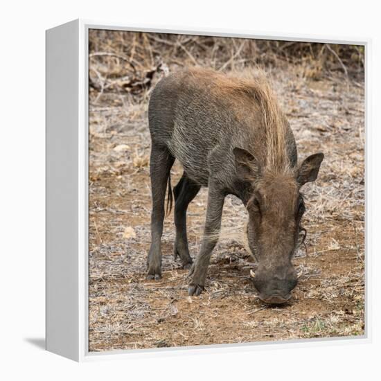 Awesome South Africa Collection Square - Warthog-Philippe Hugonnard-Framed Premier Image Canvas