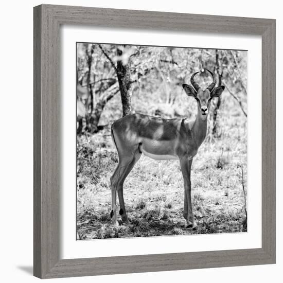 Awesome South Africa Collection Square - Young Impala Portrait B&W-Philippe Hugonnard-Framed Photographic Print