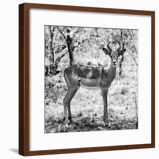 Awesome South Africa Collection Square - Young Impala Portrait B&W-Philippe Hugonnard-Framed Photographic Print