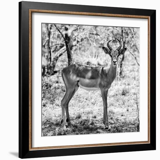 Awesome South Africa Collection Square - Young Impala Portrait B&W-Philippe Hugonnard-Framed Photographic Print