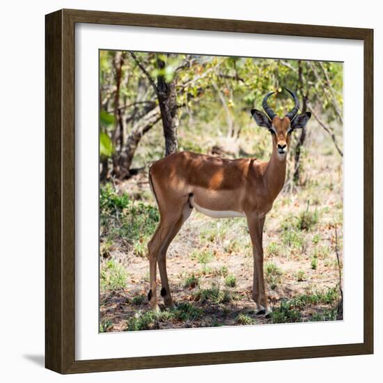 Awesome South Africa Collection Square - Young Impala Portrait-Philippe Hugonnard-Framed Photographic Print