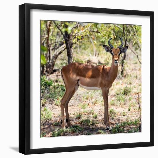 Awesome South Africa Collection Square - Young Impala Portrait-Philippe Hugonnard-Framed Photographic Print