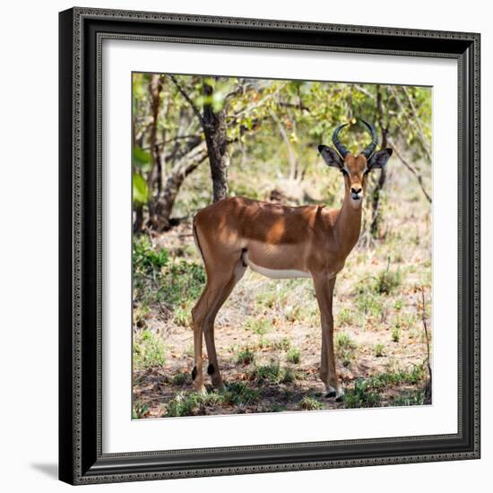 Awesome South Africa Collection Square - Young Impala Portrait-Philippe Hugonnard-Framed Photographic Print