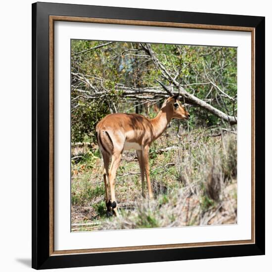 Awesome South Africa Collection Square - Young Impala-Philippe Hugonnard-Framed Photographic Print