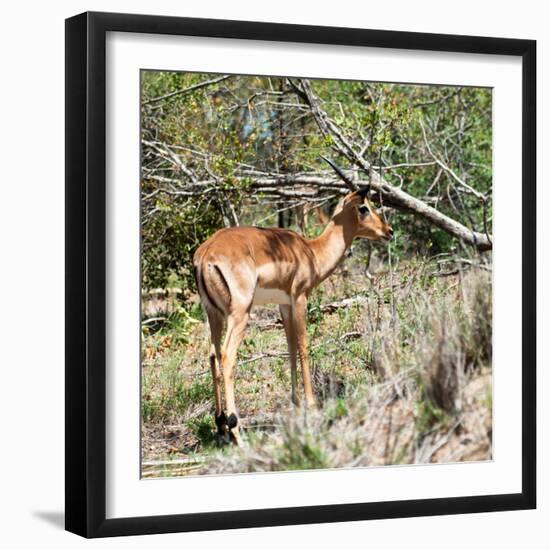 Awesome South Africa Collection Square - Young Impala-Philippe Hugonnard-Framed Photographic Print