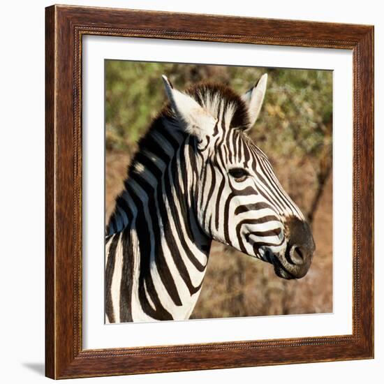 Awesome South Africa Collection Square - Zebra Head-Philippe Hugonnard-Framed Photographic Print