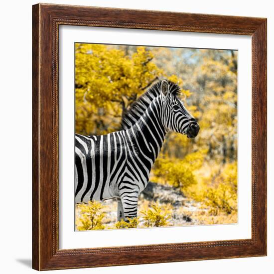 Awesome South Africa Collection Square - Zebra Portrait II-Philippe Hugonnard-Framed Photographic Print