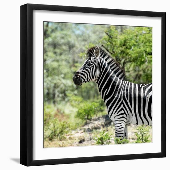 Awesome South Africa Collection Square - Zebra Portrait-Philippe Hugonnard-Framed Photographic Print