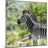Awesome South Africa Collection Square - Zebra Portrait-Philippe Hugonnard-Mounted Photographic Print
