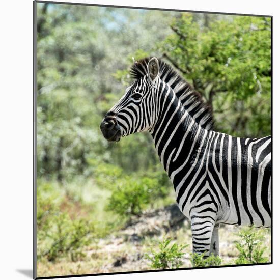 Awesome South Africa Collection Square - Zebra Portrait-Philippe Hugonnard-Mounted Photographic Print