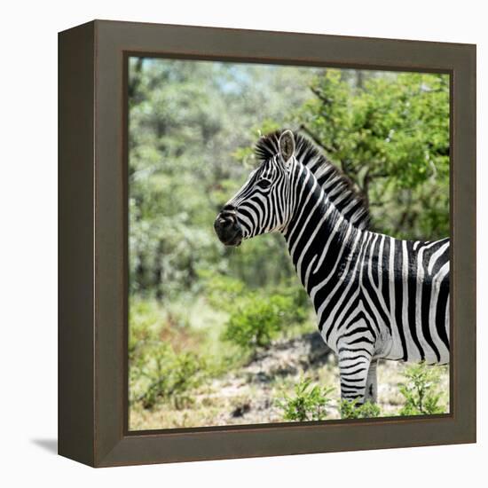 Awesome South Africa Collection Square - Zebra Portrait-Philippe Hugonnard-Framed Premier Image Canvas