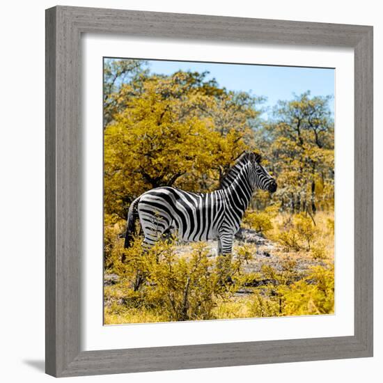 Awesome South Africa Collection Square - Zebra Profile II-Philippe Hugonnard-Framed Photographic Print