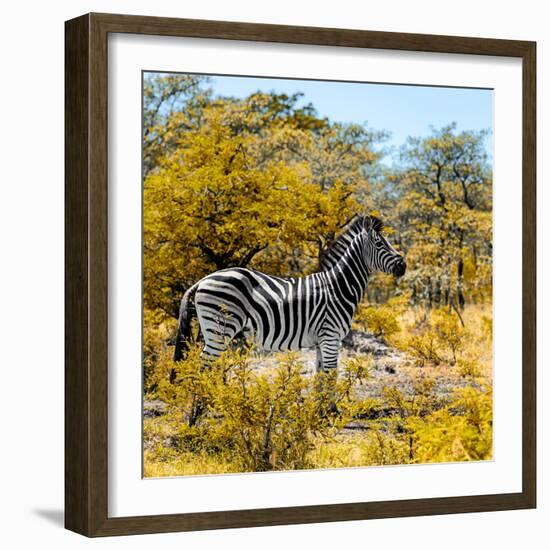Awesome South Africa Collection Square - Zebra Profile II-Philippe Hugonnard-Framed Photographic Print