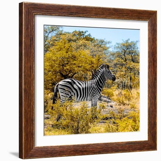 Awesome South Africa Collection Square - Zebra Profile II-Philippe Hugonnard-Framed Photographic Print