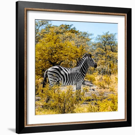 Awesome South Africa Collection Square - Zebra Profile II-Philippe Hugonnard-Framed Photographic Print