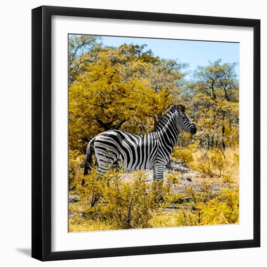 Awesome South Africa Collection Square - Zebra Profile II-Philippe Hugonnard-Framed Photographic Print