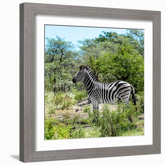 Awesome South Africa Collection Square - Zebra Profile-Philippe Hugonnard-Framed Photographic Print