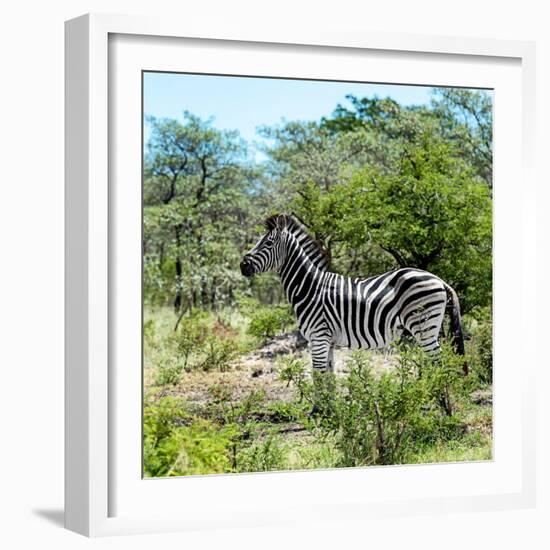 Awesome South Africa Collection Square - Zebra Profile-Philippe Hugonnard-Framed Photographic Print