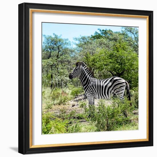 Awesome South Africa Collection Square - Zebra Profile-Philippe Hugonnard-Framed Photographic Print