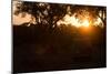 Awesome South Africa Collection - Sunrise Safari-Philippe Hugonnard-Mounted Photographic Print