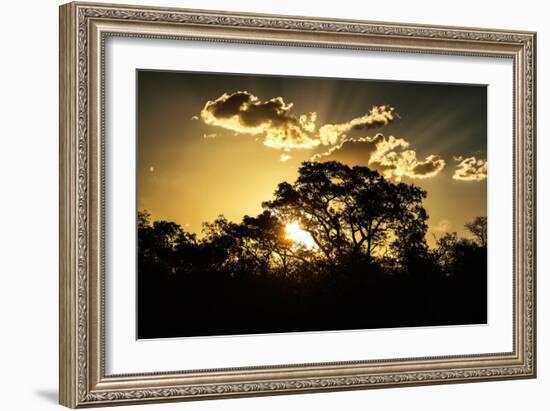 Awesome South Africa Collection - Trees Silhouette at Twilight on the Savanna-Philippe Hugonnard-Framed Photographic Print