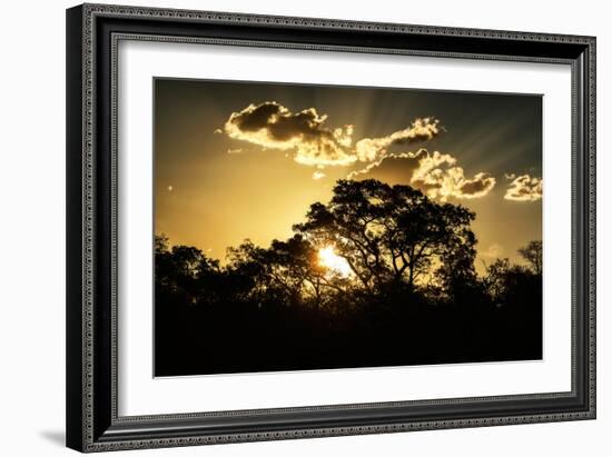 Awesome South Africa Collection - Trees Silhouette at Twilight on the Savanna-Philippe Hugonnard-Framed Photographic Print