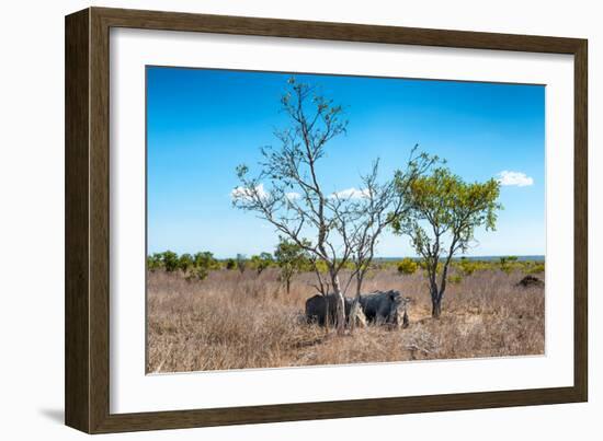 Awesome South Africa Collection - Two white Rhino slepping-Philippe Hugonnard-Framed Photographic Print